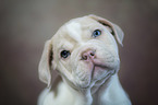 New English Bulldog Puppy