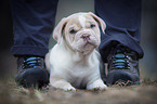 New English Bulldog Puppy