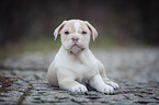 New English Bulldog Puppy