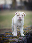 New English Bulldog Puppy