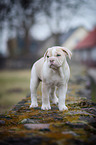 New English Bulldog Puppy