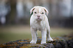 New English Bulldog Puppy
