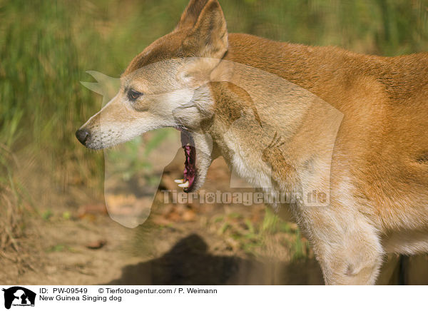 New Guinea Singing dog / PW-09549