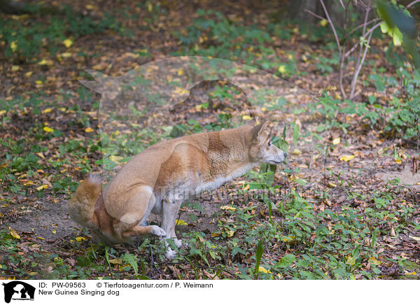Neuguinea-Dingo / New Guinea Singing dog / PW-09563