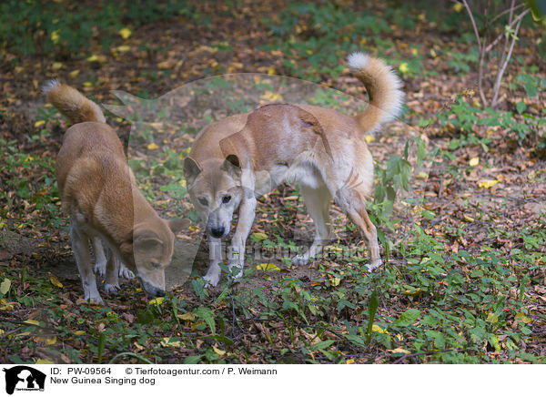 Neuguinea-Dingo / New Guinea Singing dog / PW-09564