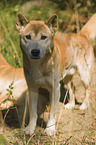 New Guinea Singing dog