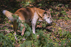 New Guinea Singing dog