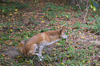 New Guinea Singing dog