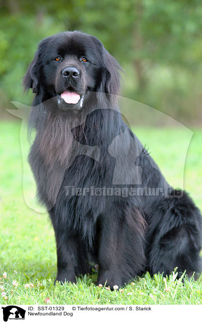 Neufundlnder / Newfoundland Dog / SST-01329