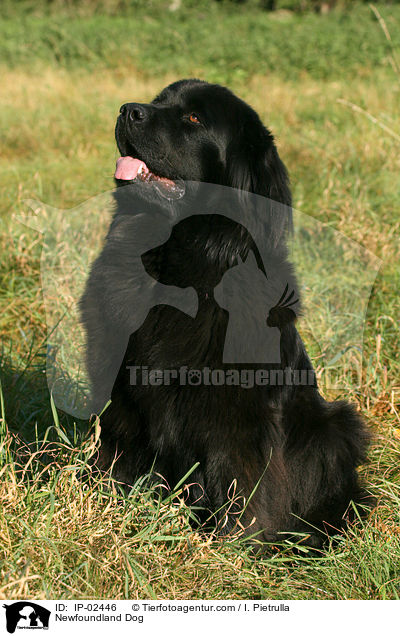 Newfoundland Dog / IP-02446