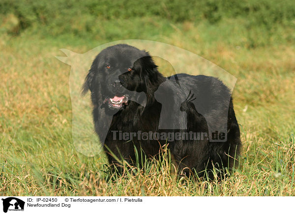 Newfoundland Dog / IP-02450