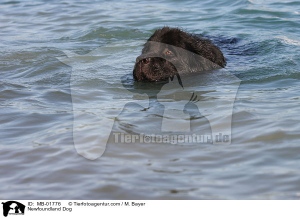 Newfoundland Dog / MB-01776