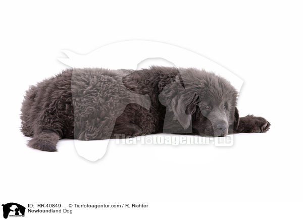 Newfoundland Dog / RR-40849