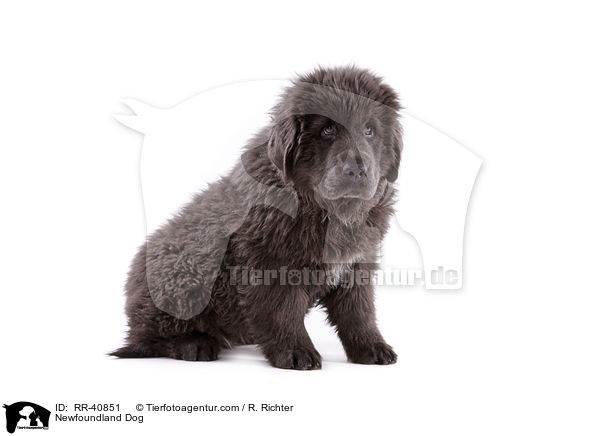Newfoundland Dog / RR-40851