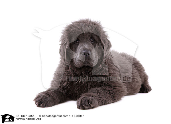 Newfoundland Dog / RR-40855