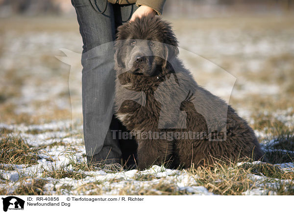 Newfoundland Dog / RR-40856