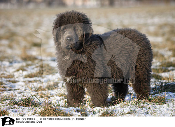 Newfoundland Dog / RR-40858
