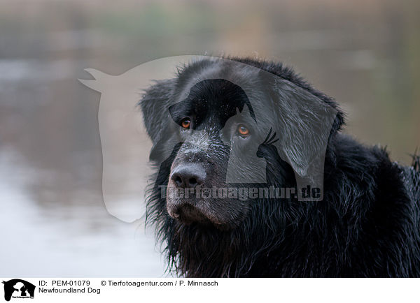 Newfoundland Dog / PEM-01079