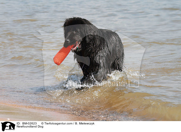 Newfoundland Dog / BM-02623