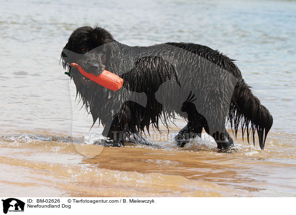 Newfoundland Dog / BM-02626