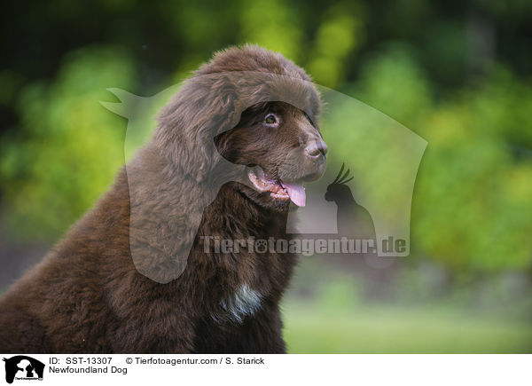 Newfoundland Dog / SST-13307