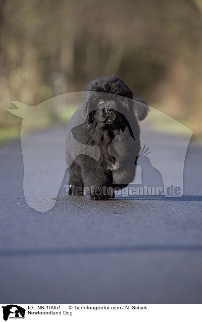 Newfoundland Dog / NN-10951