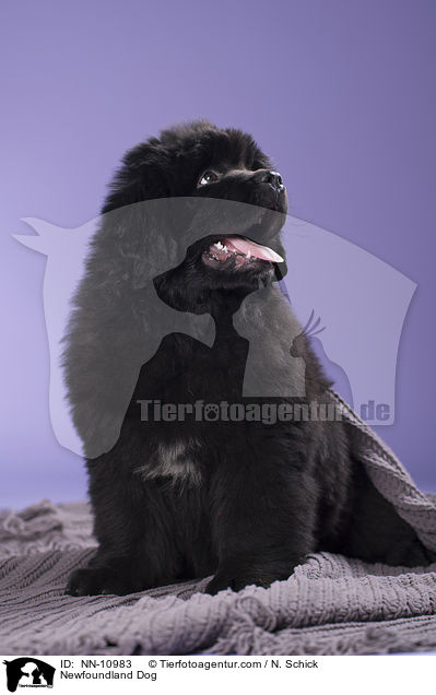 Newfoundland Dog / NN-10983