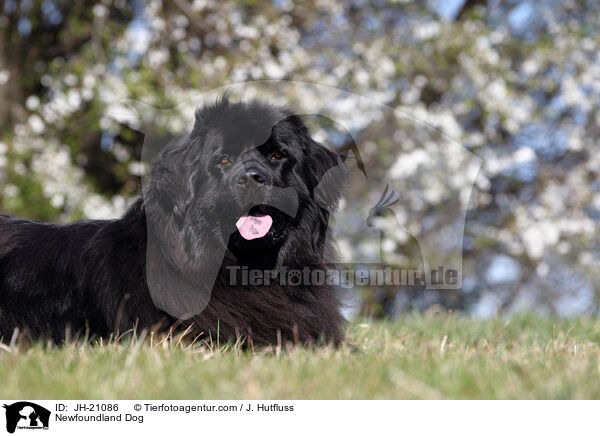 Newfoundland Dog / JH-21086