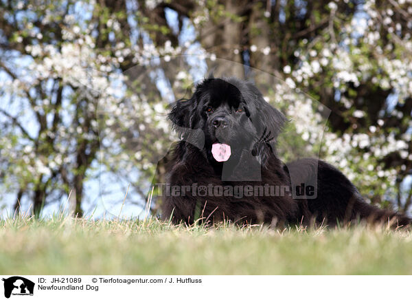 Newfoundland Dog / JH-21089
