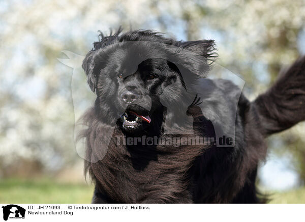 Newfoundland Dog / JH-21093