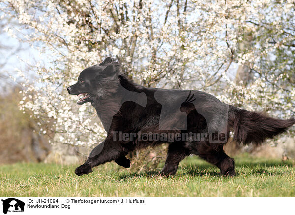 Newfoundland Dog / JH-21094