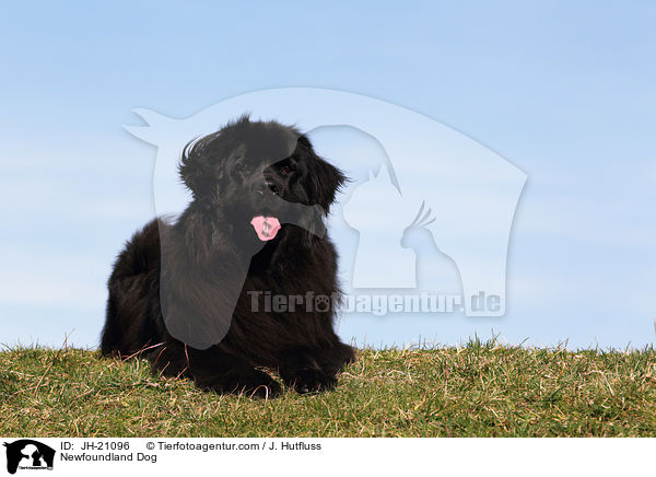 Newfoundland Dog / JH-21096