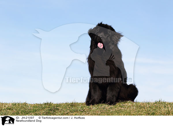 Newfoundland Dog / JH-21097