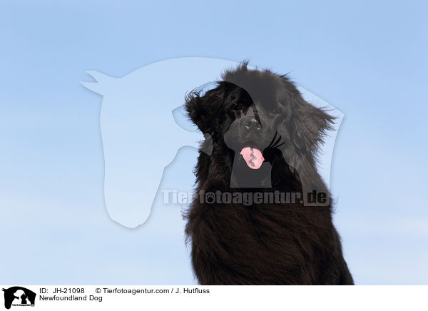 Newfoundland Dog / JH-21098