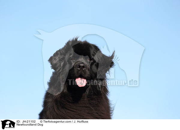 Newfoundland Dog / JH-21102