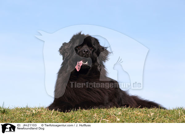 Newfoundland Dog / JH-21103