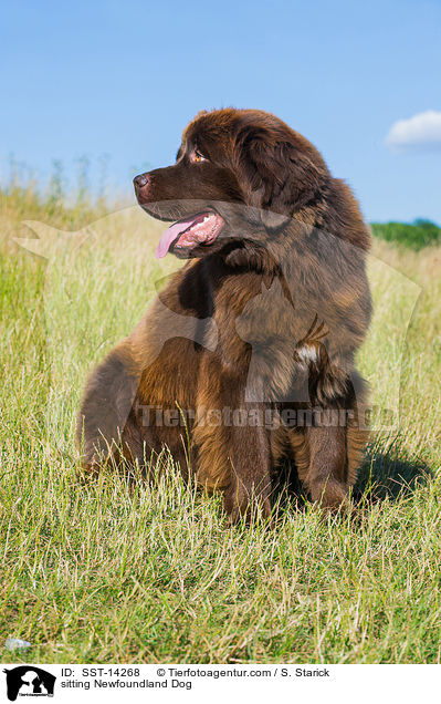 sitting Newfoundland Dog / SST-14268