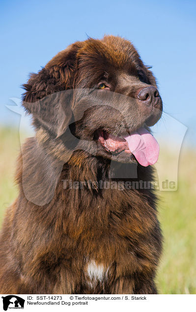 Newfoundland Dog portrait / SST-14273