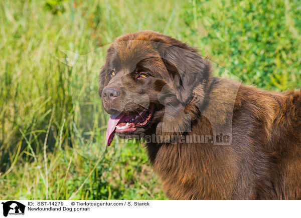 Newfoundland Dog portrait / SST-14279