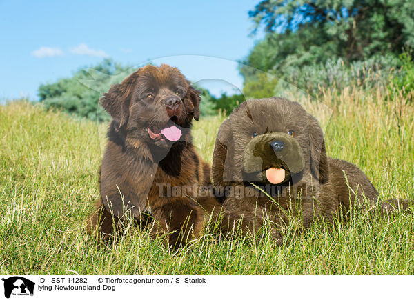 lying Newfoundland Dog / SST-14282