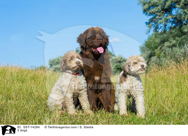 3 dogs / SST-14284