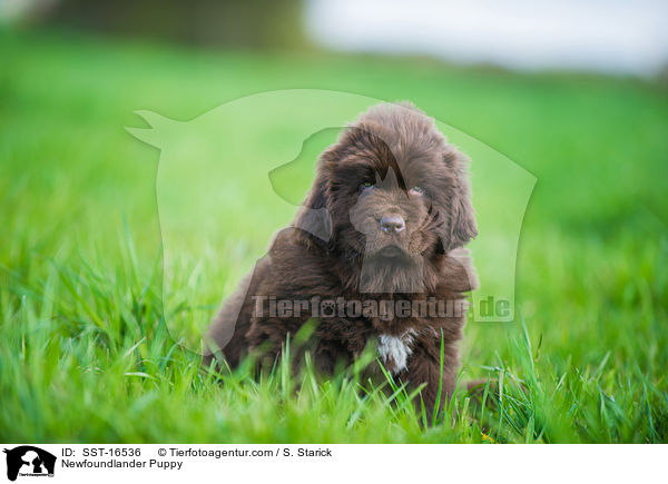 Newfoundlander Puppy / SST-16536