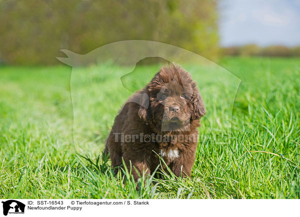 Newfoundlander Puppy / SST-16543