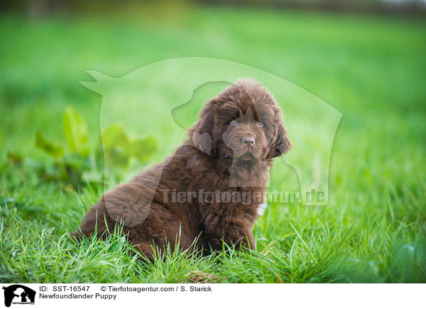 Newfoundlander Puppy / SST-16547