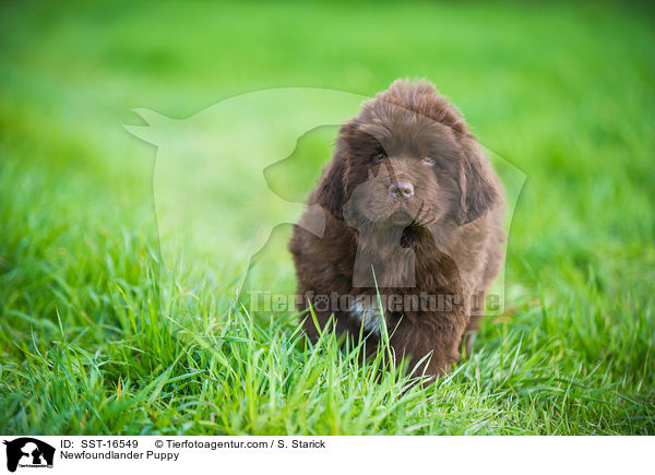 Newfoundlander Puppy / SST-16549
