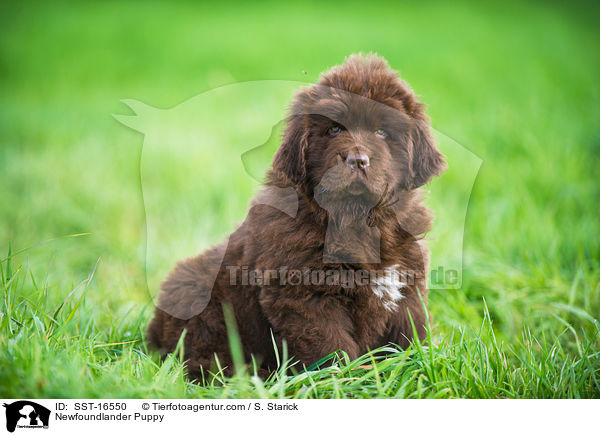 Newfoundlander Puppy / SST-16550