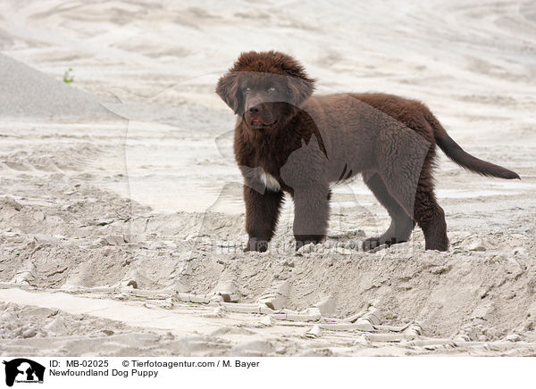 Newfoundland Dog Puppy / MB-02025