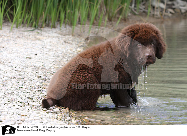 Newfoundland Dog Puppy / MB-02029