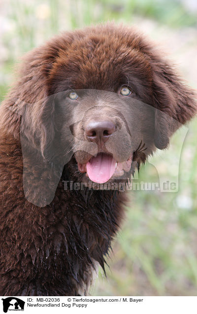 Newfoundland Dog Puppy / MB-02036