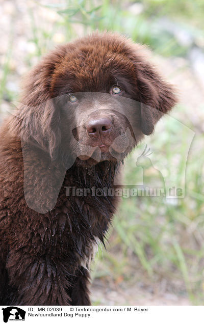 Newfoundland Dog Puppy / MB-02039